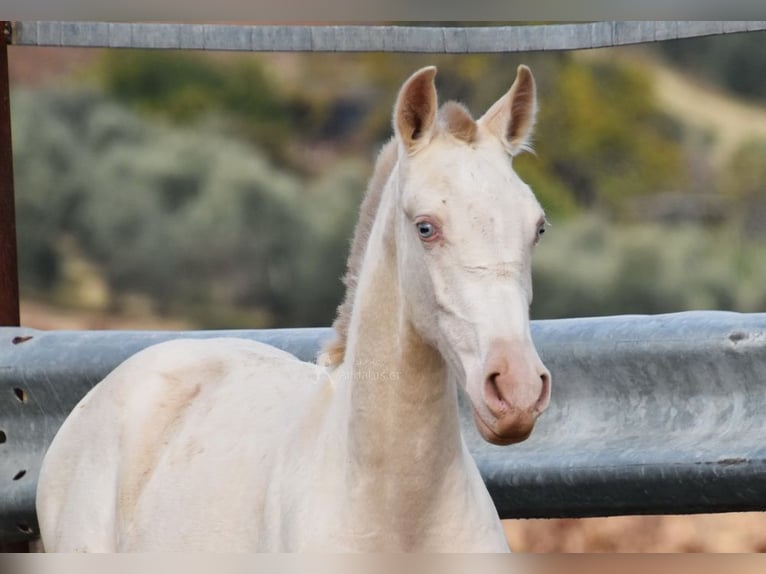 PRE Mare 1 year 15,2 hh Perlino in Provinz Cordoba