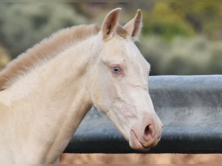 PRE Mare 1 year 15,2 hh Perlino in Provinz Cordoba