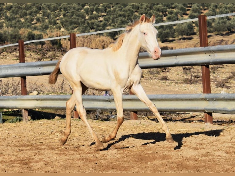 PRE Mare 1 year 15,2 hh Perlino in Provinz Cordoba