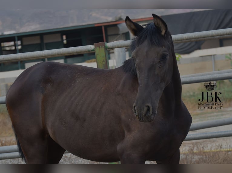 PRE Mare 1 year 15,3 hh Black in Tabernas Almeria