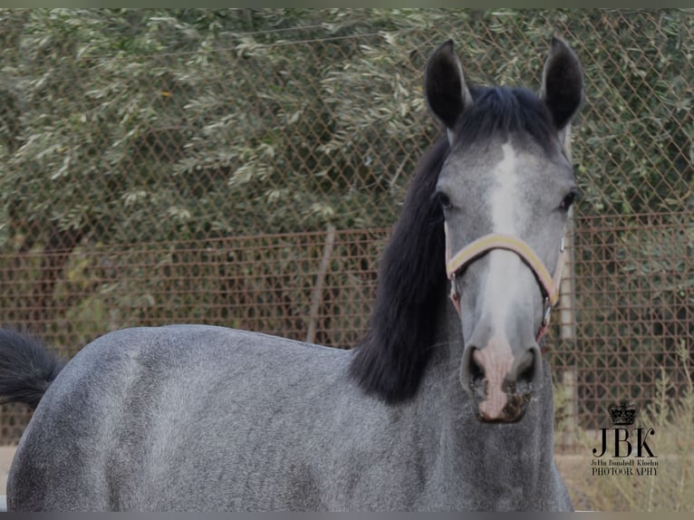 PRE Mare 1 year 15,3 hh Gray in Tabernas Almeria