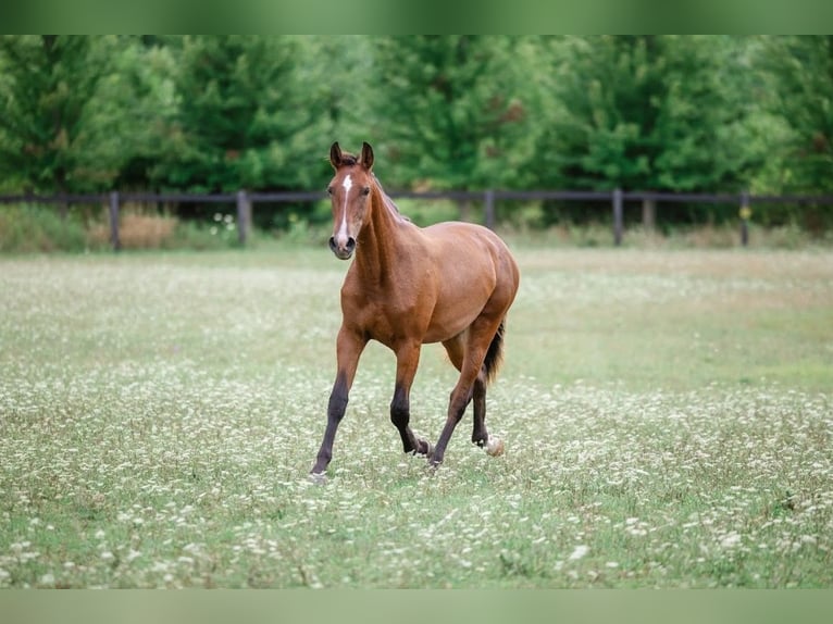 PRE Mix Mare 1 year 15 hh Bay in Fenwick, Ontario PRE Mix Mare 1 year 15 hh Bay in Fenwick, Ontario