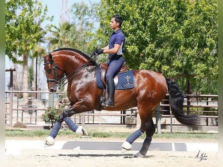 PRE Mix Mare 1 year 15 hh Bay in Fenwick, Ontario PRE Mix Mare 1 year 15 hh Bay in Fenwick, Ontario