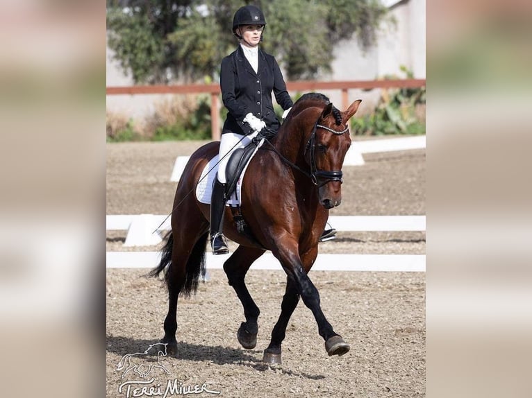 PRE Mix Mare 1 year 15 hh Bay in Fenwick, Ontario PRE Mix Mare 1 year 15 hh Bay in Fenwick, Ontario