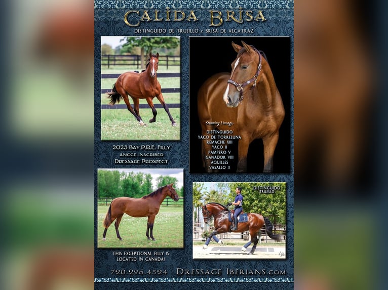 PRE Mix Mare 1 year 15 hh Bay in Fenwick, Ontario PRE Mix Mare 1 year 15 hh Bay in Fenwick, Ontario