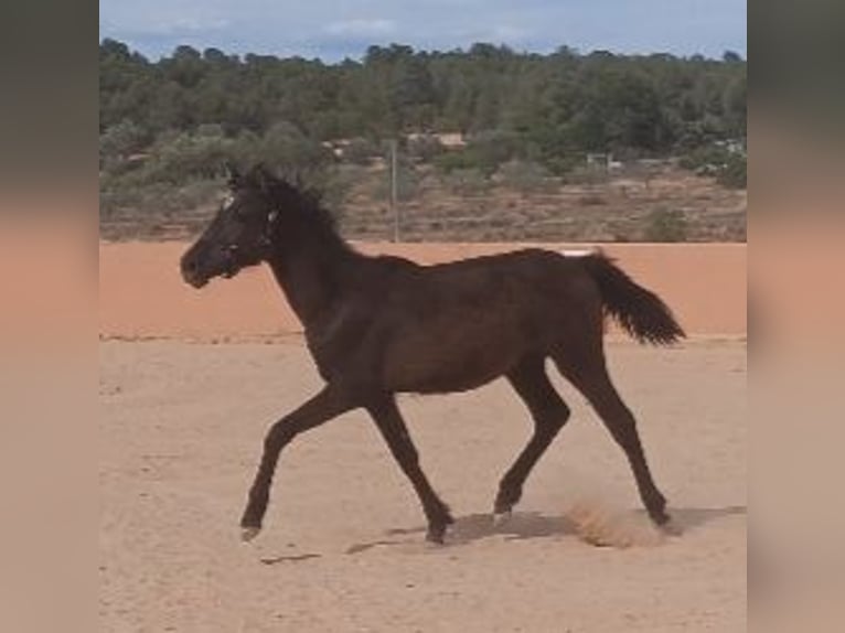 PRE Mare 1 year 15 hh Black in Pedralba