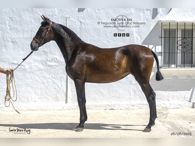 PRE Mix Mare 1 year 15,1 hh Brown in Arjona