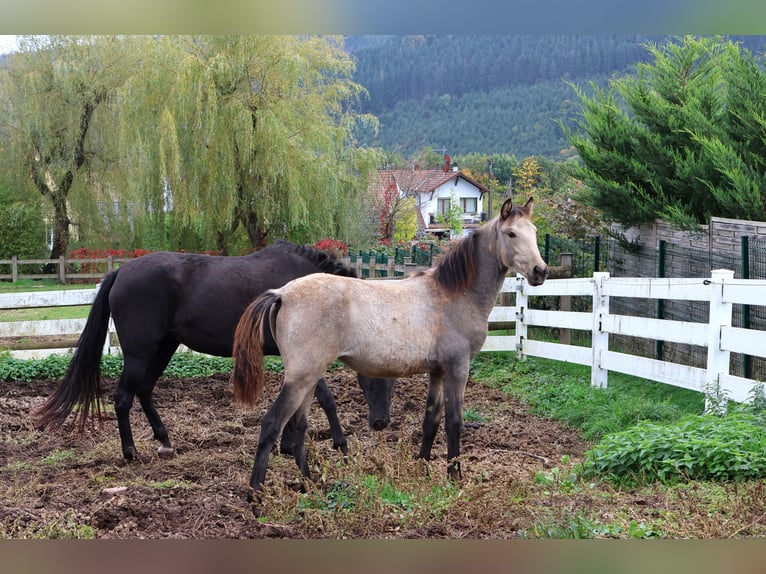 PRE Mare 1 year 15,1 hh Dun in Urmatt