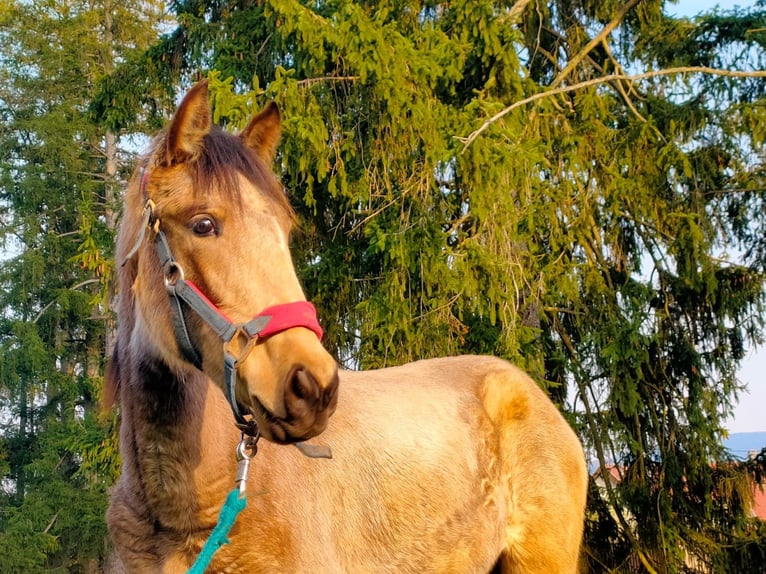 PRE Mare 1 year 15,1 hh Dun in Urmatt