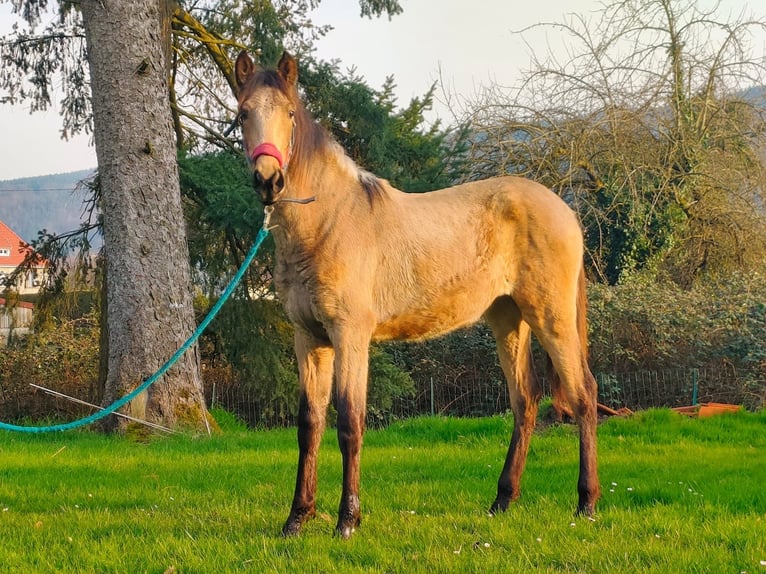 PRE Mare 1 year 15,1 hh Dun in Urmatt