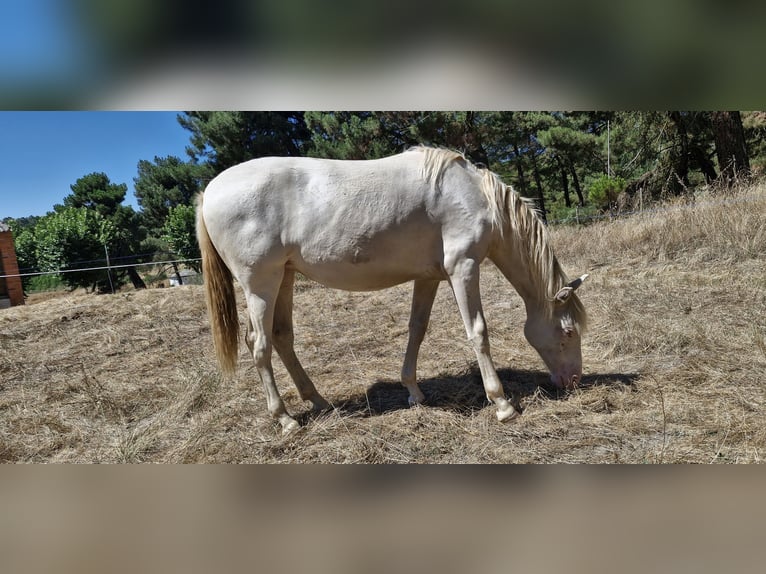 PRE Mix Mare 1 year 15,1 hh Perlino in Segovia