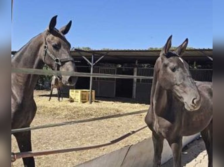 PRE Mix Mare 1 year 15,2 hh Black in Alicante/Alacant