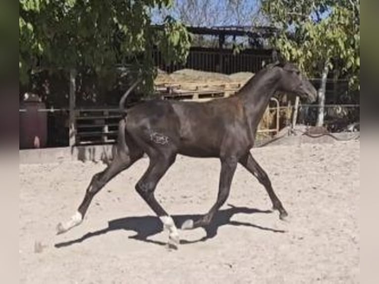 PRE Mix Mare 1 year 15,2 hh Black in Alicante/Alacant