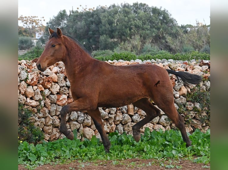 PRE Mix Mare 1 year 15,2 hh Brown in Menorca