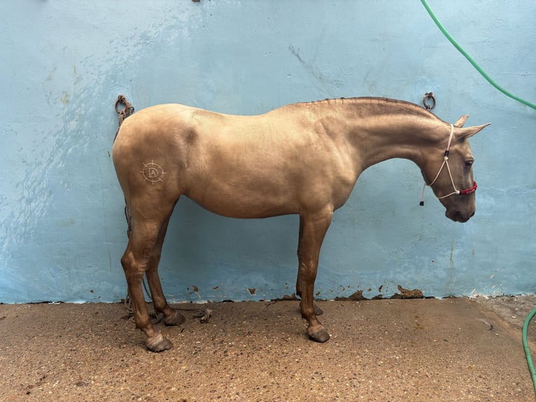 PRE Mix Mare 1 year 15,2 hh Champagne in La Algaba