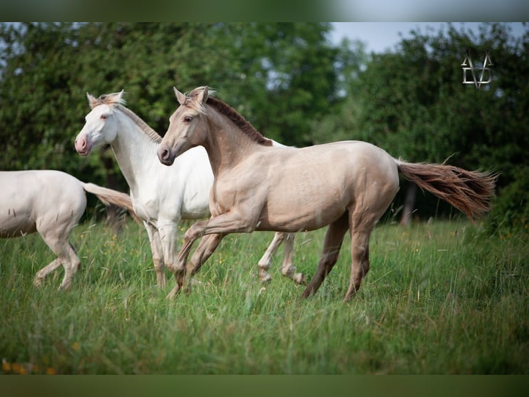 PRE Mix Mare 1 year 15,2 hh Champagne in La Vespi&#xE8;re-Friardel
