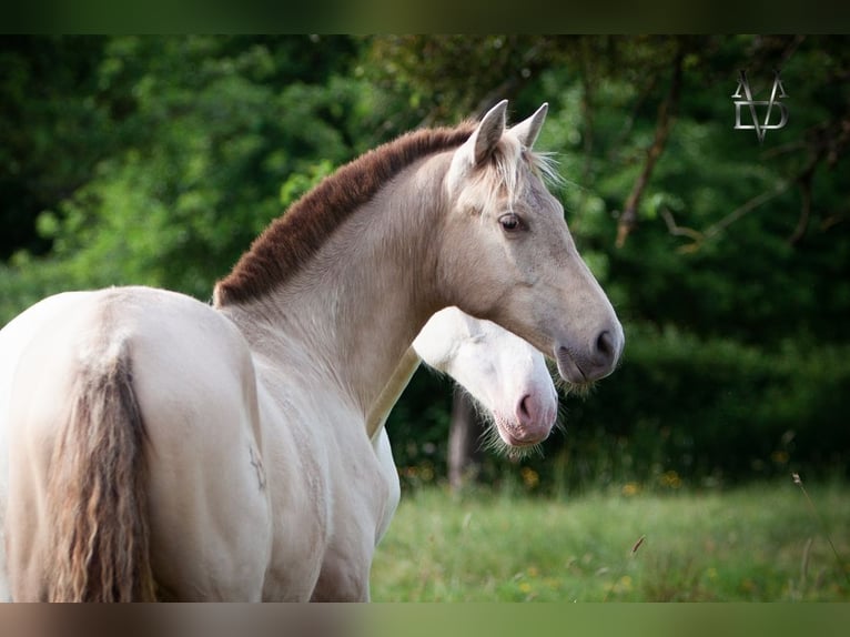 PRE Mix Mare 1 year 15,2 hh Champagne in La Vespi&#xE8;re-Friardel