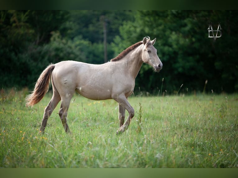 PRE Mix Mare 1 year 15,2 hh Champagne in La Vespi&#xE8;re-Friardel