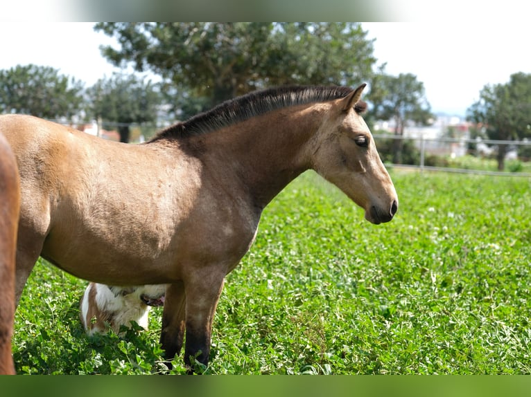 PRE Mix Mare 1 year 15,2 hh Dun in Hamburg