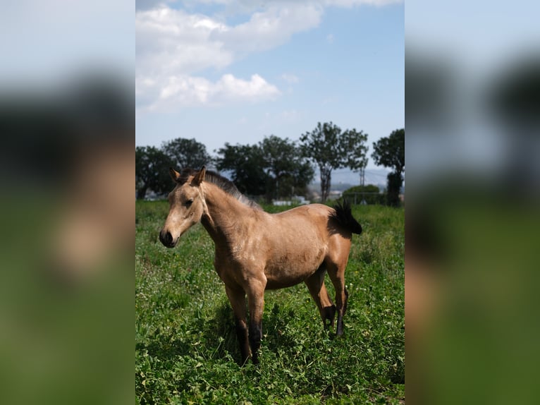 PRE Mix Mare 1 year 15,2 hh Dun in Hamburg