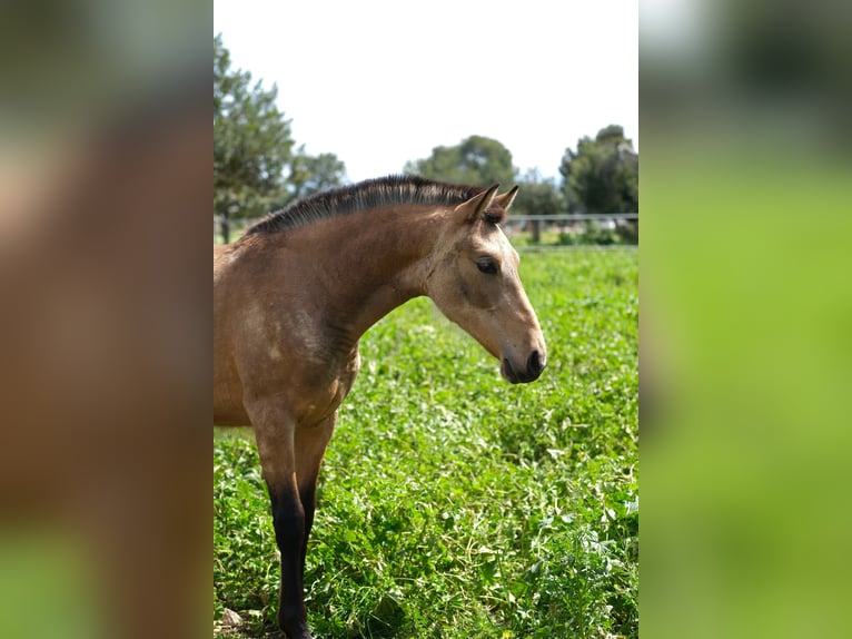 PRE Mix Mare 1 year 15,2 hh Dun in Hamburg
