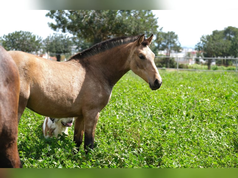 PRE Mix Mare 1 year 15,2 hh Dun in Hamburg