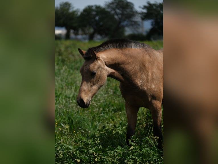PRE Mix Mare 1 year 15,2 hh Dun in Hamburg