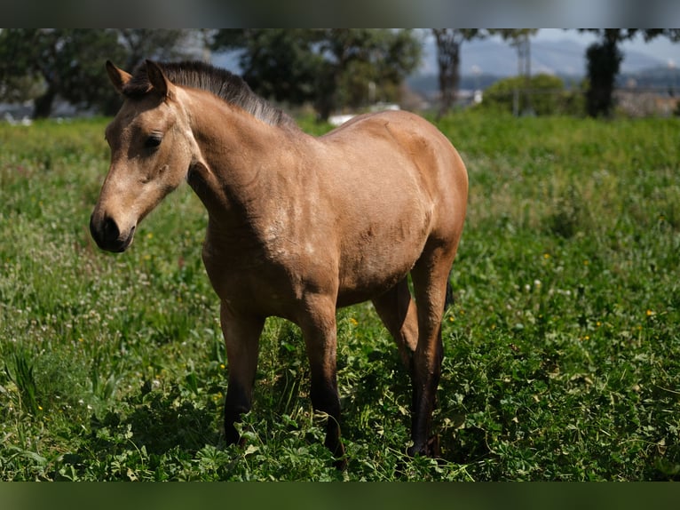PRE Mix Mare 1 year 15,2 hh Dun in Hamburg