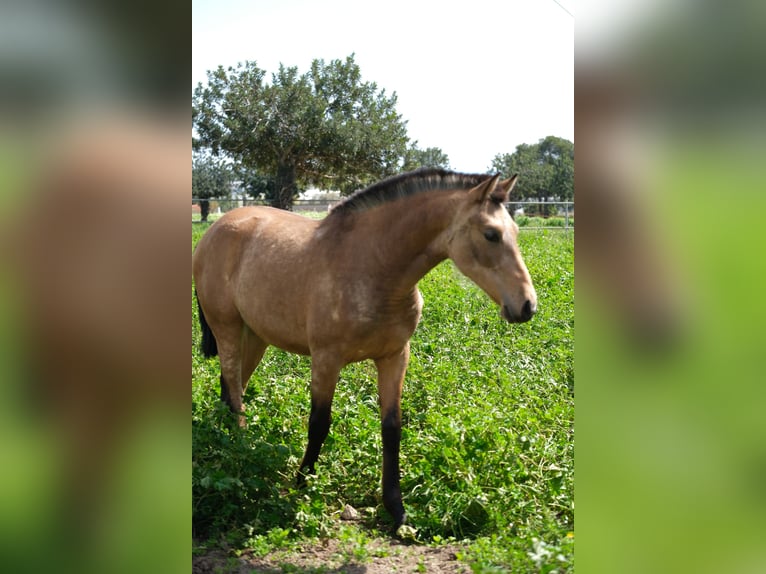 PRE Mix Mare 1 year 15,2 hh Dun in Hamburg
