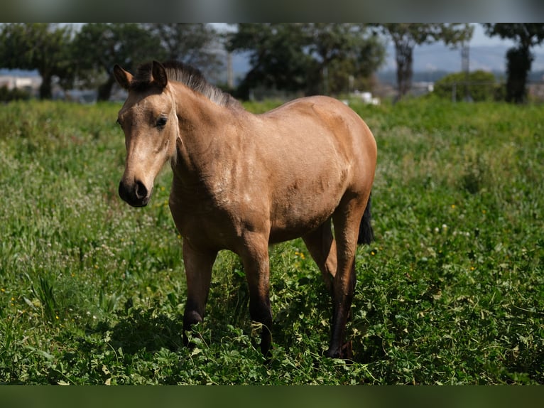 PRE Mix Mare 1 year 15,2 hh Dun in Hamburg
