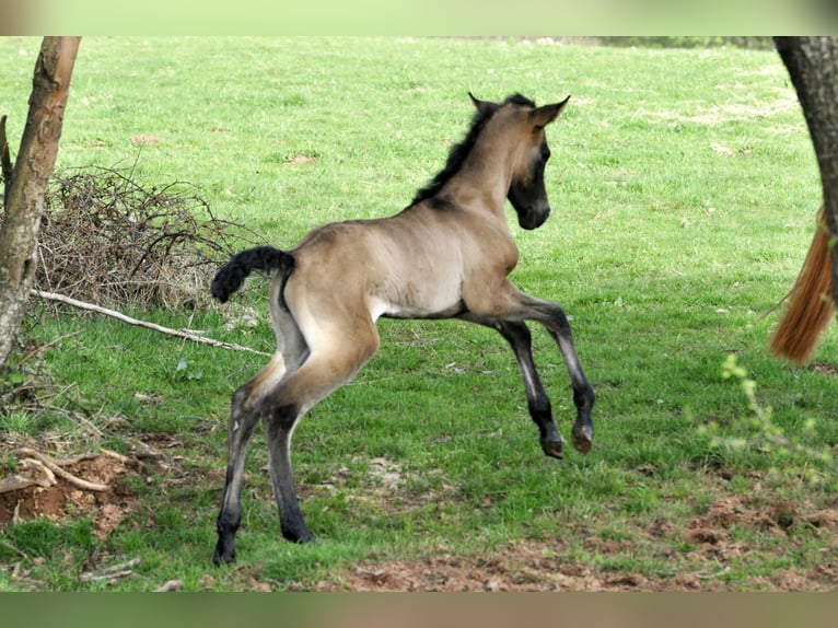 PRE Mare 1 year 15,2 hh Gray in Waldhölzbach