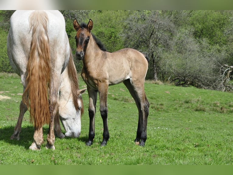 PRE Mare 1 year 15,2 hh Gray in Waldhölzbach