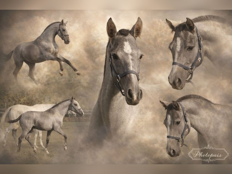 PRE Mix Mare 1 year 15,2 hh Grey in Polenz