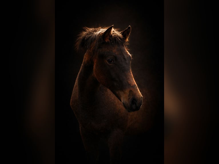 PRE Mare 1 year 15,2 hh Pearl in Stahnsdorf