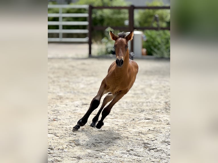 PRE Mare 1 year 15,2 hh Pearl in Stahnsdorf