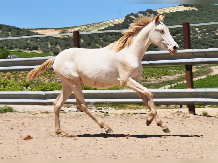 PRE Mare 1 year 15,2 hh Perlino in Provinz Cordoba