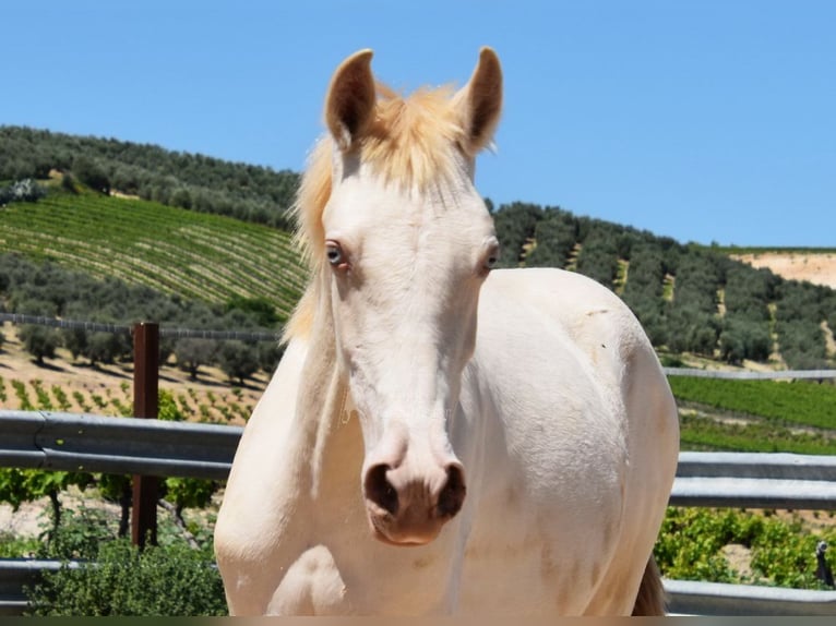 PRE Mare 1 year 15,2 hh Perlino in Provinz Cordoba