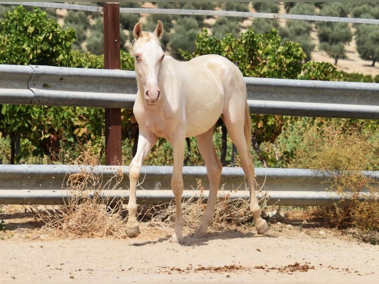 PRE Mare 1 year 15,2 hh Perlino in Provinz Cordoba PRE Mare 1 year 15,2 hh Perlino in Provinz Cordoba