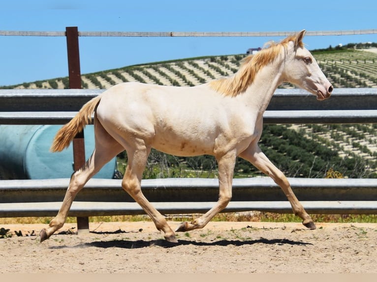 PRE Mare 1 year 15,2 hh Perlino in Provinz Cordoba
