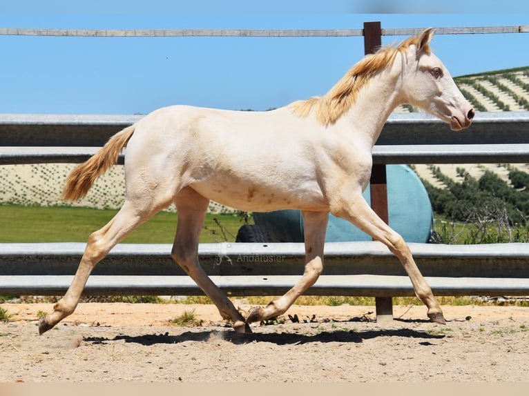 PRE Mare 1 year 15,2 hh Perlino in Provinz Cordoba