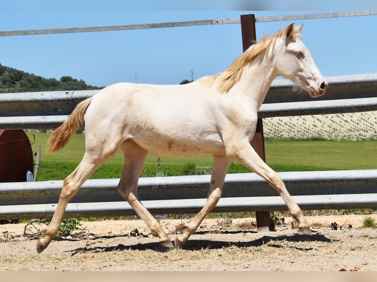 PRE Mare 1 year 15,2 hh Perlino in Provinz Cordoba