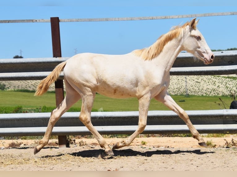 PRE Mare 1 year 15,2 hh Perlino in Provinz Cordoba