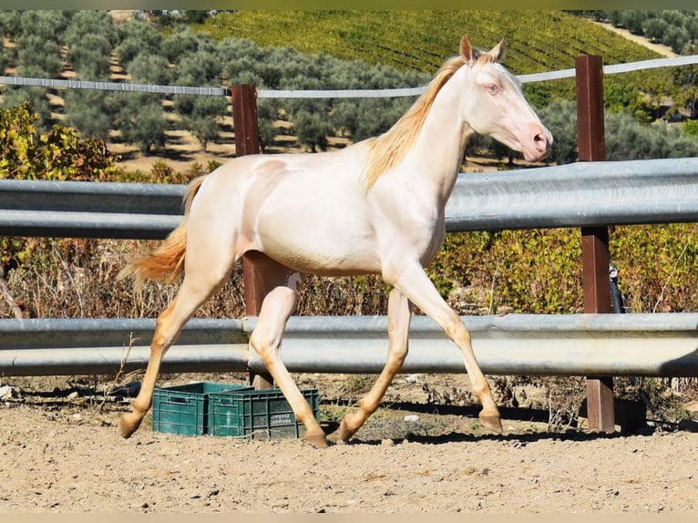 PRE Mix Mare 1 year 15,2 hh Perlino in Provinz Cordoba