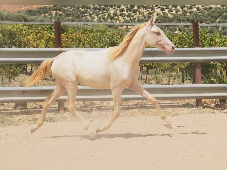 PRE Mare 1 year 15,2 hh Perlino in Provinz Cordoba