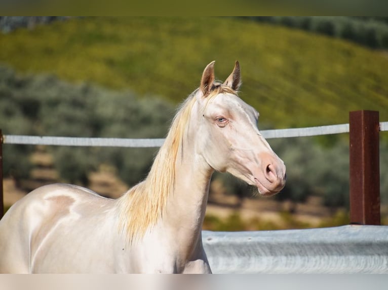 PRE Mix Mare 1 year 15,2 hh Perlino in Provinz Cordoba