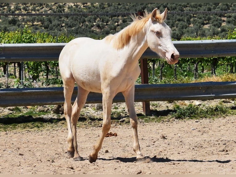 PRE Mare 1 year 15,2 hh Perlino in Provinz Cordoba