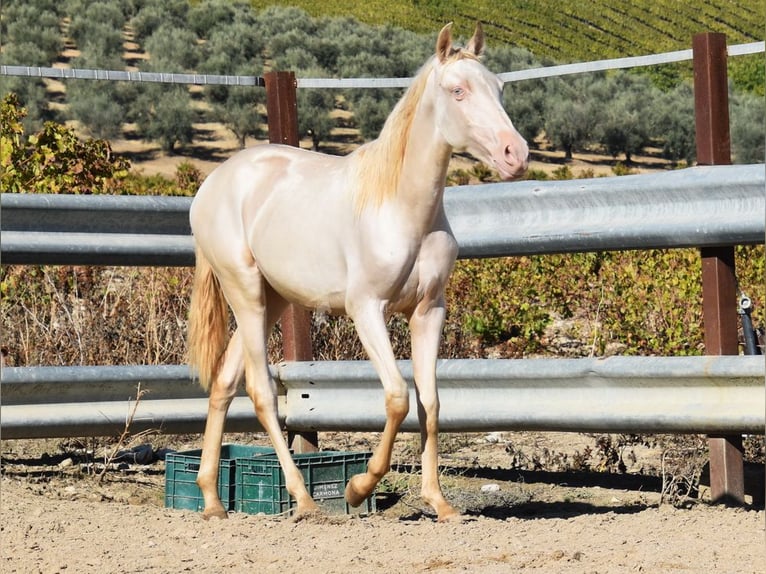 PRE Mare 1 year 15,2 hh Perlino in Provinz Cordoba