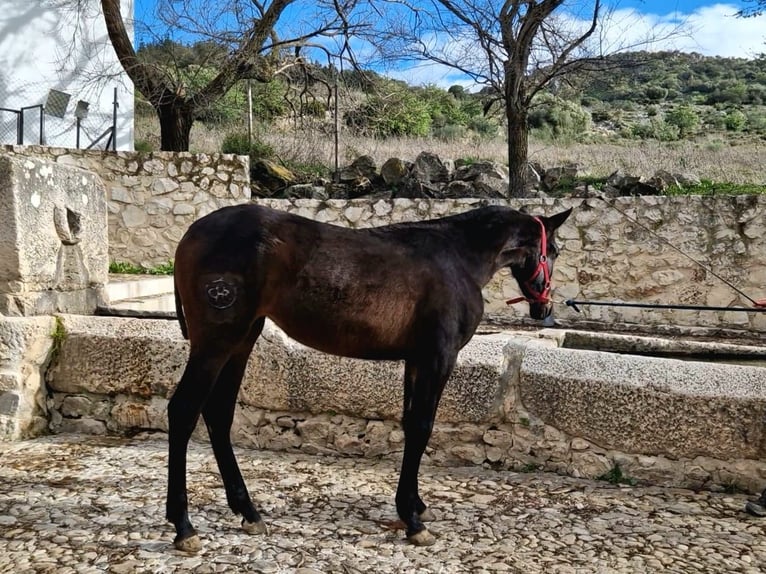 PRE Mix Mare 1 year 16.1 hh Bay-Dark in Estepa