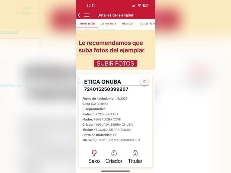 PRE Mare 1 year 16.1 hh Brown in Galaroza (Huelva)