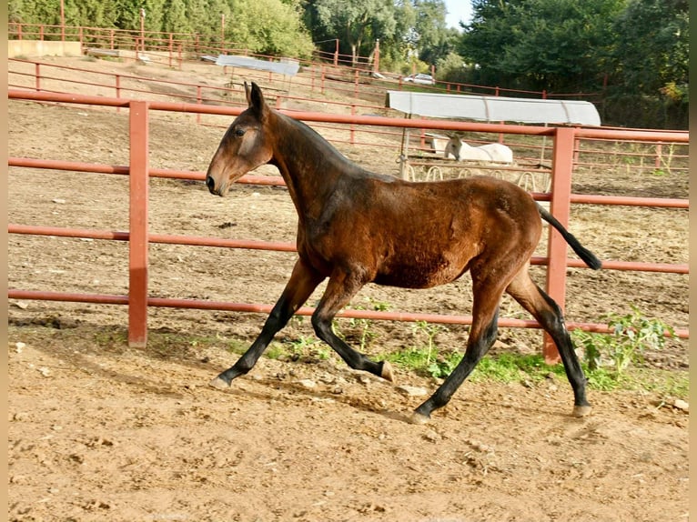 PRE Mare 1 year 16.1 hh Brown in Galaroza (Huelva)